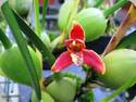 Maxillaria tenuifolia